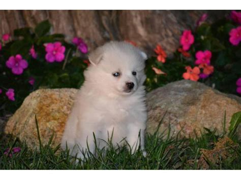 miniature american eskimo puppies for sale|senior american eskimos for sale.